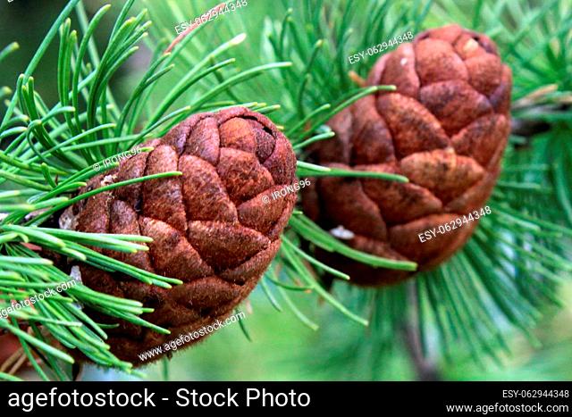Pine cones close-up on a branch with green pine needles. Natural background