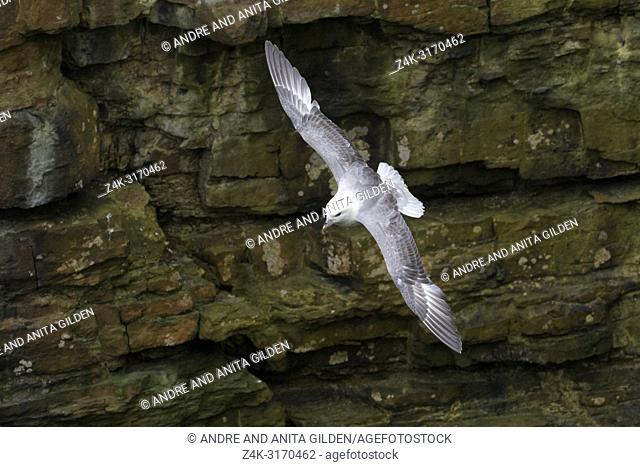 Northern Fulmar (Fulmarus glacialis) flying against cliff, Skirza head, Scotland, UK