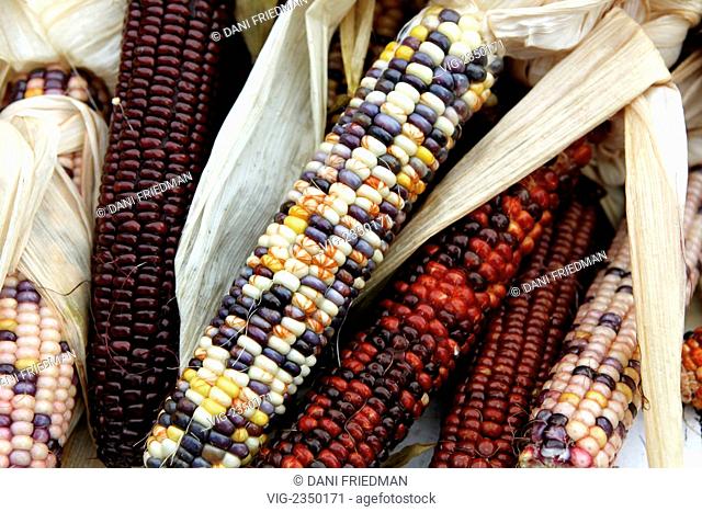 CANADA, MARKHAM, 04.10.2009, A close-up of colourful Indian corn. - MARKHAM, ONTARIO, CANADA, 04/10/2009