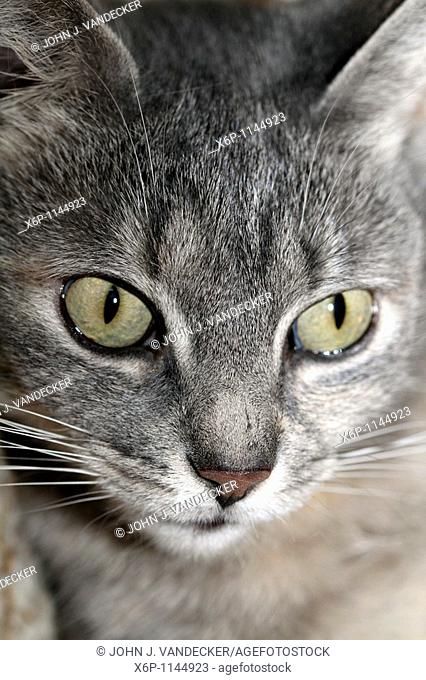 Close-up of a house cat's face