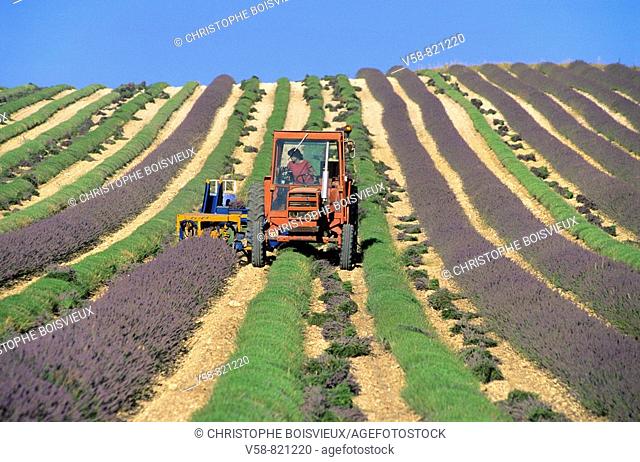 Harvesting lavender near Sault, Vaucluse, France
