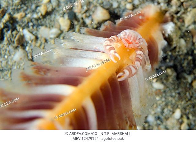 Haig\'s Porcelain Crab - on Sea Pen (Virgularia