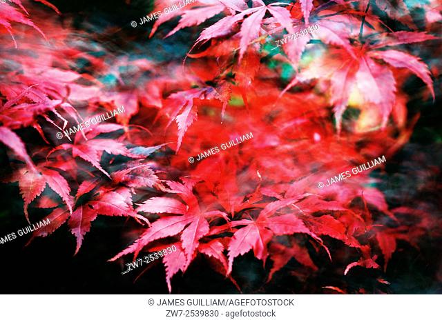 Acer Palmatum variety Bloodgood, Autumn/fall colour