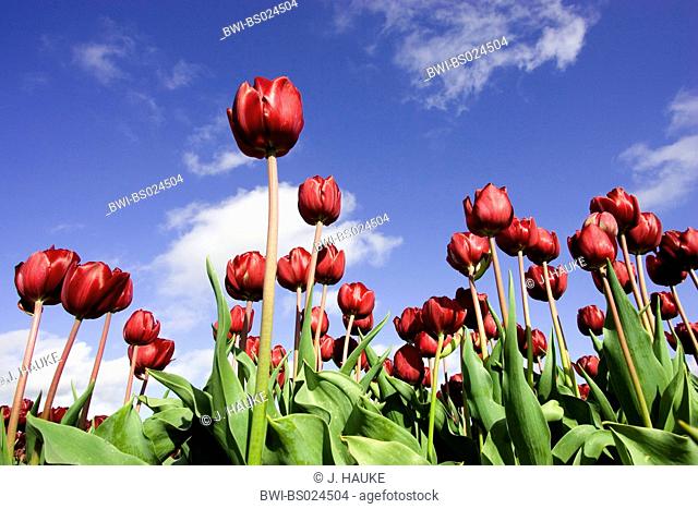 common garden tulip (Tulipa gesneriana), flowers against blue sky, Netherlands, Sint Maartensbrug