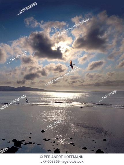 Cormorant flying over a beach at sunset with a boy playing in the water, Batan Island, Batanes, Philippines, Asia