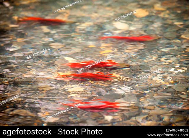 Colorful spawning Sockeye Salmon swimming in a river, British Columbia, Canada
