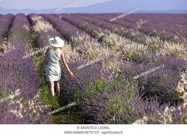 France, Alpes de Haute Provence, Parc Naturel Regional du Verdon (Natural Regional Park of Verdon), Valensole, lavender fields