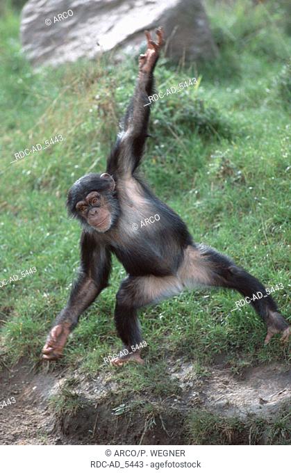 Young Chimpanzee Pan troglodytes Chimpy