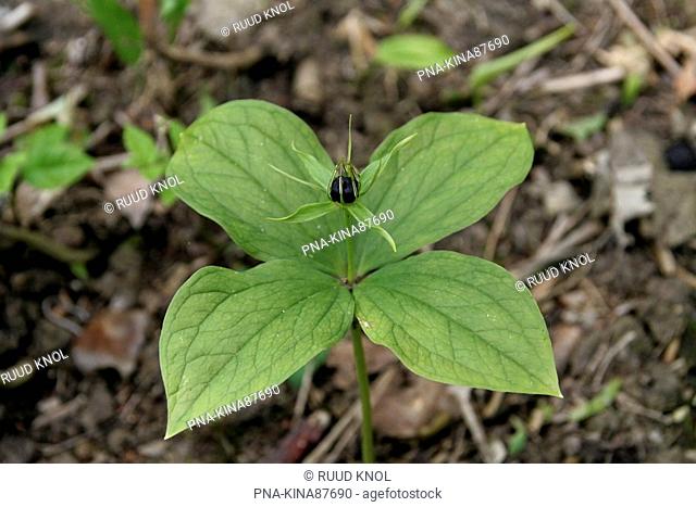 Herb-Paris Paris quadrifolia - Gerendal, Limburg, The Netherlands, Holland, Europe
