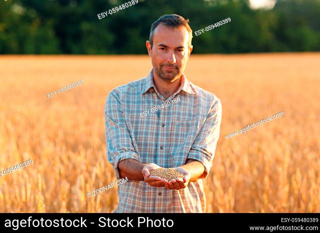 Farmer hands hold ripe wheat seeds after the harvest