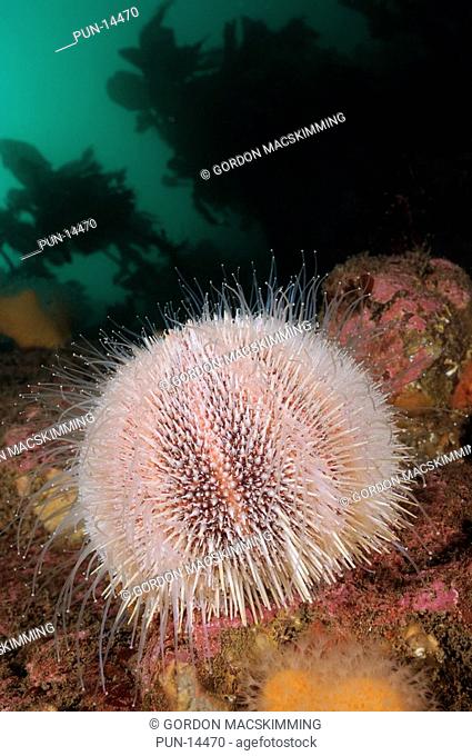 In Scotland the large and very colourful common sea urchin Echinus esculentus can be found from the low water mark down into much deeper waters In the past they...