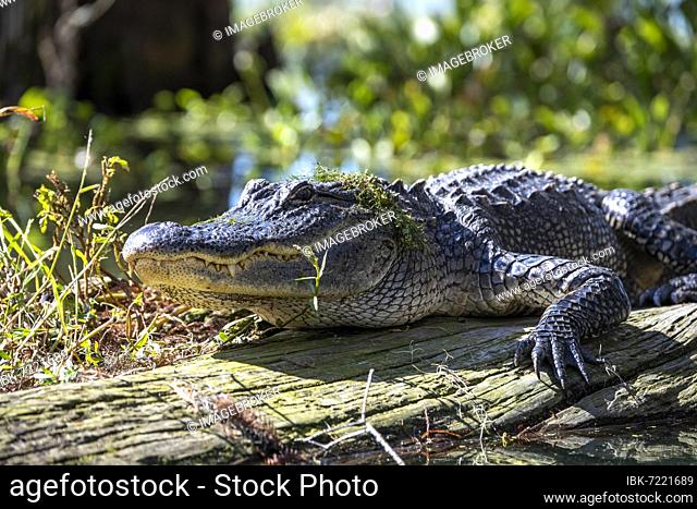 American alligator (Alligator mississippiensis), on tree trunk, Atchafalaya Basin, Louisiana, USA, North America