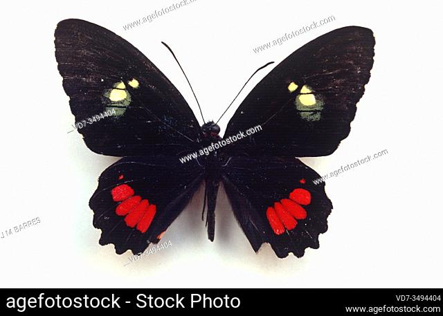 Transandean cattleheart (Parides iphidamas) is a butterfly native to tropical America. Adult, dorsal side