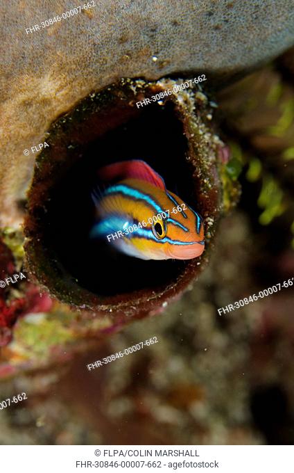 Blue-striped Fangblenny (Plagiotremus rhinorhynchos) orange form, adult, sheltering in hole, Horseshoe Bay, Nusa Kode, Rinca Island, Komodo N.P
