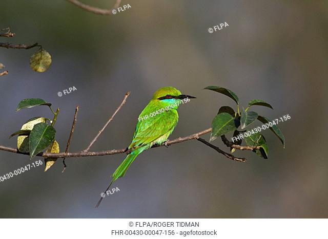 Little Green Bee-eater Merops orientalis adult, perched on twig, Sundarbans, Ganges Delta, West Bengal, India