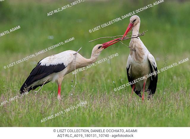 White Stork with a branch, White Stork, Ciconia ciconia