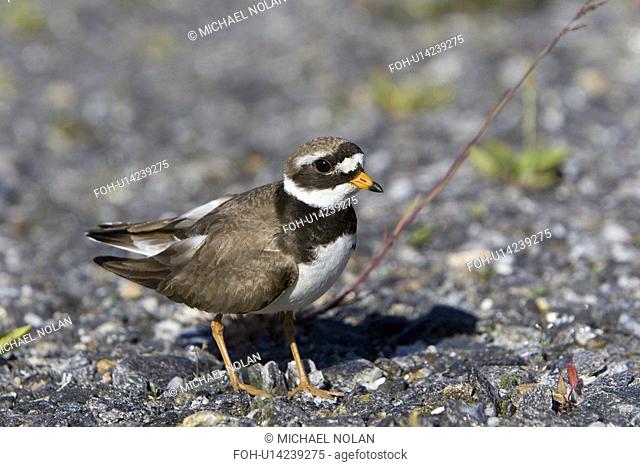 Adult ringed plover Charadrius hiaticula faking a broken wing in order to divert attention away from it's nest on the ground