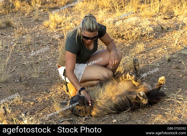 Africa, Namibia, Private reserve, Keeper with brown hyena, (Parahyaena brunnea, before Hyaena brunnea), captive