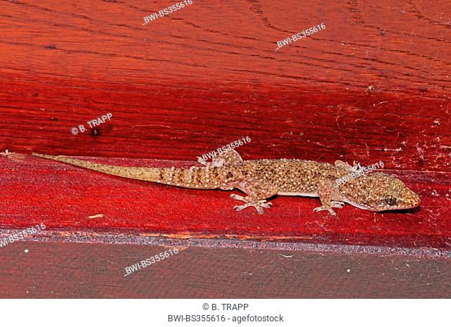 Brook's half-toed gecko, Brook's gecko, African house gecko (Hemidactylus brookii), at a house wall, Sri Lanka
