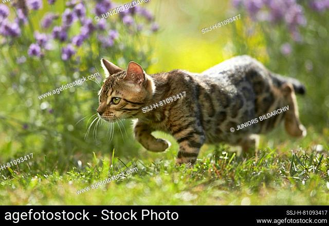Bengal cat. Kitten stakling in a garden in front of flowering Lavender