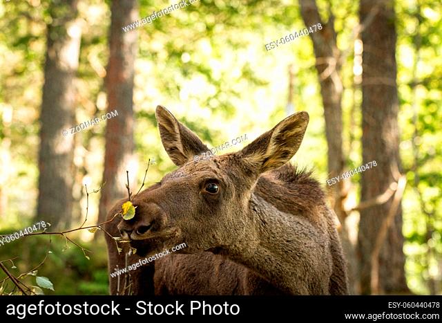 Moose or European elk, Alces alces, young calf eating leaves with green forest background, this calf lives in Elgtun, an Norwegian elk park in Setesdal Norway