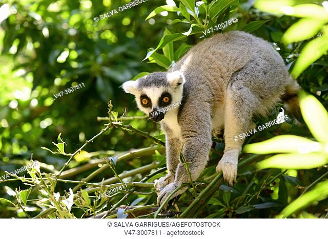 Lemur catta in the Bioparc of Valencia, Spain, Europe