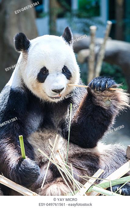 Giant panda eating bamboo close up view
