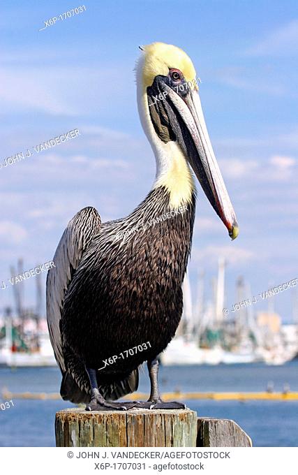 An adult Brown Pelican, Pelecanus occidentalis, in non breeding plummage standing on a piling at ac marina  Fort Myers, Florida, USA