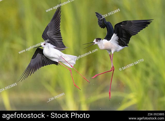 Black-winged Stilt (Himantopus himantopus), two adults chasing each other in flight, Campania, Italy