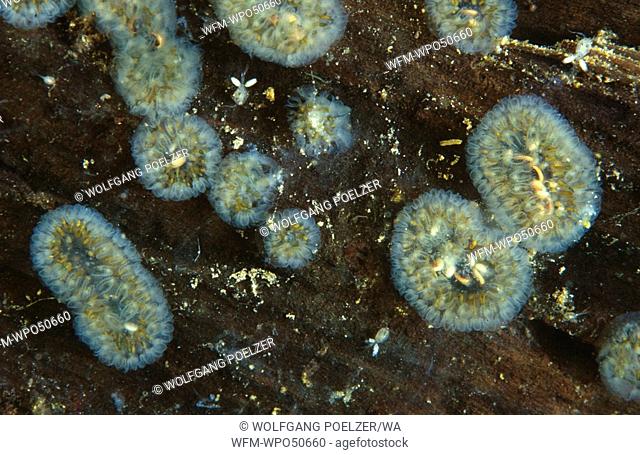freshwater bryozoan, Cristatella mucedo, Lake Hallstaetter See, Austria