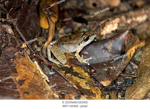 Rain Frog, Ecuador