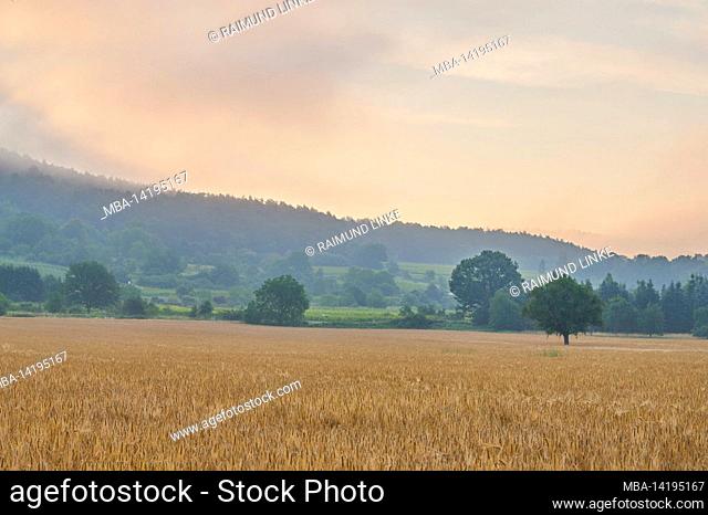Barley field, morning, summer, Miltenberg, Spessart, Bavaria, Germany