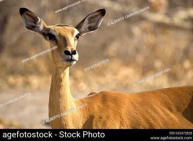 Impala, Aepyceros melampus, Chobe National Park, Botswana, Africa