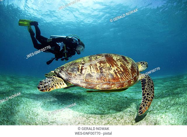 Philippines, scuba diver with green sea turtle, underwater view