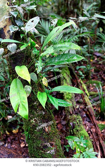 Plants on a rotten tree trunk, Papua, Indonesia, Southeast Asia