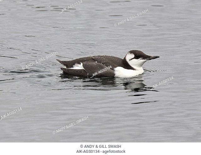 First-winter Common Guillemot (Uria aalge) swimming in the sea