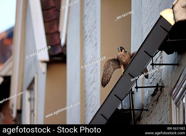 Peregrine Falcon (Falco peregrinus) juvenile, with wings spread, perched on guttering near cathedral nestsite, Norwich Cathedral, Norwich, Norfolk, England