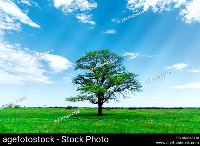 Spring landscape lonely green oak tree on a green field of lush grass against a blue sky background of sun rays and white clouds