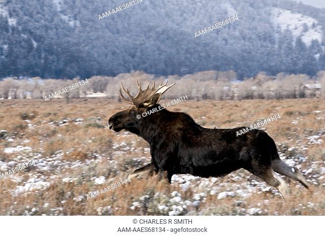 Bull moose in Grand Teton National Park, Jackson, WY 20081217 (alces americanus)