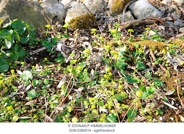 Opposite-Leaved Golden Saxifrage
