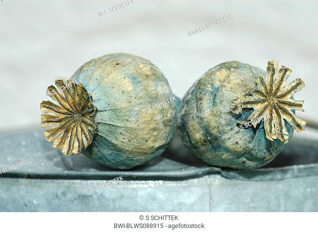 opium poppy Papaver somniferum, Poppycapsules, Germany