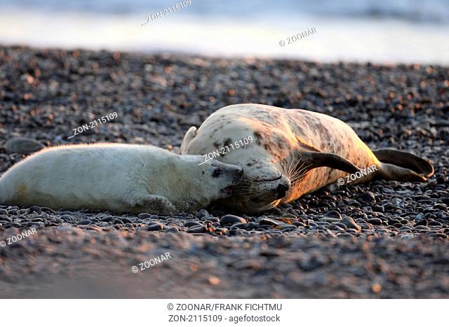 Gray seal with Audibles Helgoland