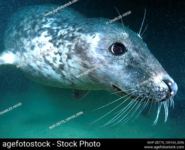 Grey seal  Date: 16/1/01  Ref: ZB775-109104-0096  COMPULSORY CREDIT: Oceans Image/Photoshot