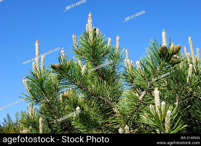 Mountain pine (Pinus mugo), mountain pine, mountain dwarf pine, mountain pine, dwarf pine