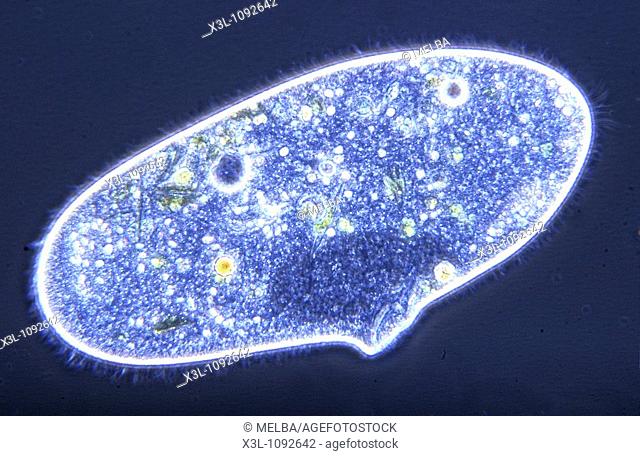 Paramecium sp Ciliata Protozoans Optic microscopy