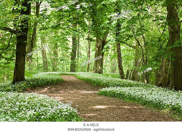 blooming ramson at a forest path, Germany, Hesse, NSG Kuehkopf-Knoblochsaue