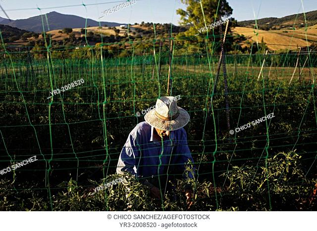 A senior man wearing a hat works with tomato plants in Los Tamayos organic farm in Prado del Rey, Cadiz, Andalusia, Spain, June 24, 2013