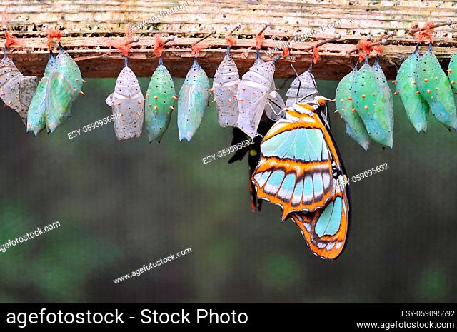 Rows of butterfly cocoons and newly hatched butterfly