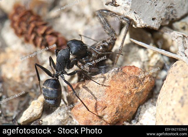 Ant Camponotus feae transporting a prey (spider). Integral Natural Reserve of Inagua. Gran Canaria. Canary Islands. Spain