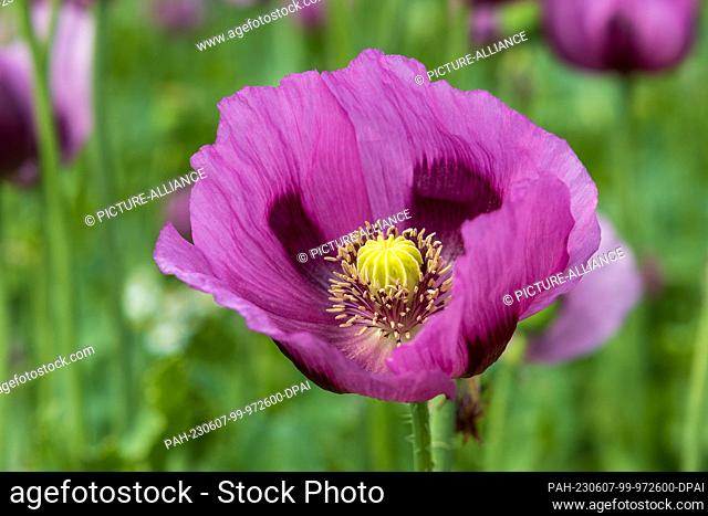 07 June 2023, Saxony, Wilsdruff: In a field near the Saxon town of Wilsdruff, there are poppies (Papaver somniferum). However